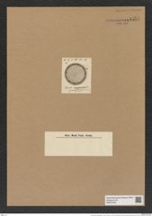 Coscinodiscus extravagans A. Schm. (de-Toni-Nr.: Genus 202, Species 4957) Zeichnungen Sammlung Grunow Nr. 8551 (NHMW-BOT-W0378189)